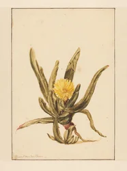 Icewort keltaisilla kukilla (otsikko esineessä)