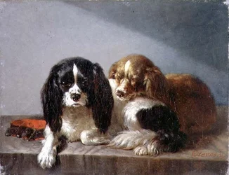 King Charles Spanielit