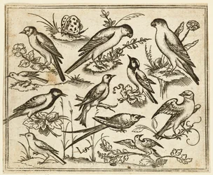 Yksitoista lintua istumassa kukkivien lehtien ja pienten oksien päällä..., 1557.