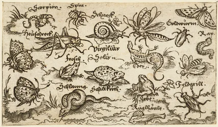Hyönteiset, matelijat, etanat ja kalat minimaalisella maaperällä, vesi etualalla..., 1572.