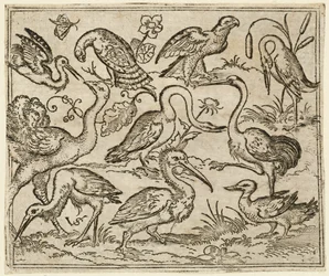 Strutsi vasemmalla yhdeksän muun linnun kanssa, mukaan lukien haikara ja pelikaani..., 1557.