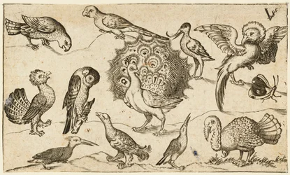 Riikinkukko keskellä yhdeksän muun linnun, muun muassa kalkkunan, sekä perhosen ympäröimänä..., 1572.