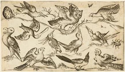 Yksitoista lintua ja kaksi hyönteistä minimaalisella alustalla pöllö, jonka siivet on ojennettuna, istuu oksalla keskellä muiden lintujen ympärillä ja kiusoi pöllöä, Douce Ornament Prints Album I -albumista vuodelta 1572 (kaiverrus paperille)