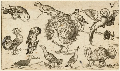 Keskellä riikukko, jota ympäröi yhdeksän muuta lintua, niiden joukossa kalkkuna, sekä perhonen pelkistetyllä pohjalla, jossa on pieni ruohotupsu, teoksesta Douce Ornament Prints Album I
