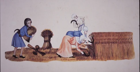 Keskiaikaiset naiset korjuussa maissia Luttrell Psalterin kohtauksen jälkeen (värilitho)