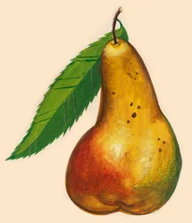 Päärynä lehtineen, piirustus