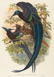 Epimachus speciosus (Sirppinokkainen paratiisin lintu)