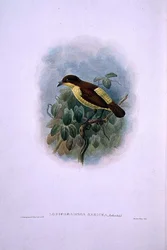 Loboparadisea serica, Waterbilled Bird of Paradise (väri litho)