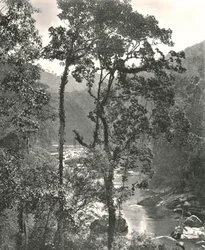 Näkymä Kelani-joelle, Kurunegala, Ceylon, 1895.