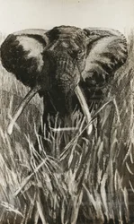 Afrikkalainen norsu