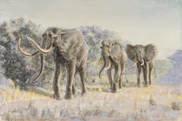 Afrikkalaiset norsut (pastelli)