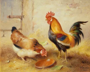 Kanojen ruokinta