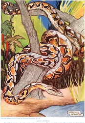 Jättiläispyton, kuvitus teoksesta "The New Natural History", kirjoittanut John Arthur Thompson (1861-1933), julkaissut G.P. Putnam