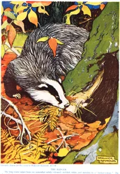 The Badger, The New Natural History, John Arthur Thompson (1861-1933), julkaisija G.P. Putnamin pojat, 1926