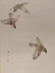 Sparrows Flying, n. 1887.