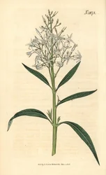 Sininen amsonia – Amsonia tabernaemontana var. salicifolia (pajulehtinen amsonia, Amsonia salicifolia). Weddellin käsinvärjätty kasvitieteellinen kaiverrus John Simsin Curtis