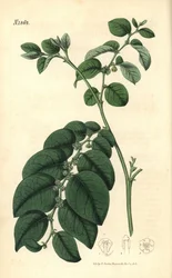 Breynia fruticosa (kiiltävälehtinen phyllanthus, Phyllanthus turbinatus). Weddellin käsinvärjätty kasvitieteellinen kaiverrus John Simsin Curtis