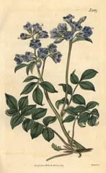 Creeping polemoine - Creeping greek-valerian, Polemonium reptans. Weddellin käsinvärjätty kasvitieteellinen kaiverrus John Simsin Curtis