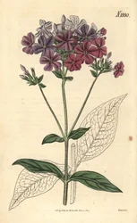 Ristilehtinen floksi tai lychnidea, Phlox acuminata. Weddellin käsinvärjätty kasvitieteellinen kaiverrus John Simsin Curtis
