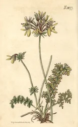 Kukkakauppiaat Geranium - Keltainen fumitory-kukkainen kurjenpolvi, Pelargonium rapaceum var. luteum. Weddellin käsinvärjätty kasvitieteellinen kaiverrus John Simsin Curtis