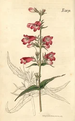 Penstemon campanulatus, kukka