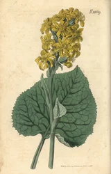 Siperianligularia - Ligularia sibirica (Siperian cineraria, Cineraria sibirica). Weddellin käsinvärjätty kasvitieteellinen kaiverrus John Simsin Curtis