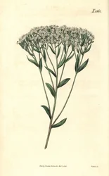 Stevia - Isopilehtinen stevia, Stevia eupatoria (Stevia hyssopifolia). Weddellin käsinvärjätty kasvitieteellinen kaiverrus John Simsin Curtis