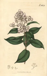 Syzygium smithii (pyöreähedelmäinen eugenia, Eugenia elliptica). Weddellin käsinvärjätty kasvitieteellinen kaiverrus John Simsin Curtis