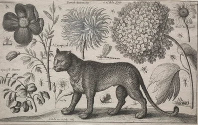 Eläimet ja kasvit: Leopardi kasvien ja hyönteisten kanssa, 1662.