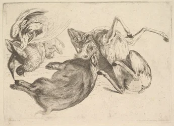 Villisiat, kauriit, haikarat ja muut riistat, 1625-77.