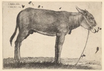 Aasi, 1649.