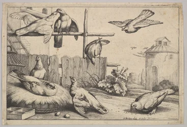 Kahdeksan kyyhkystä, 1625-77.