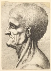 Hampaattoman miehen pää, paljas, jäntevä kaula profiilissa vasemmalla, 1648.