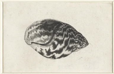 Kuori, achatina achatina Shells (sarjan nimi)