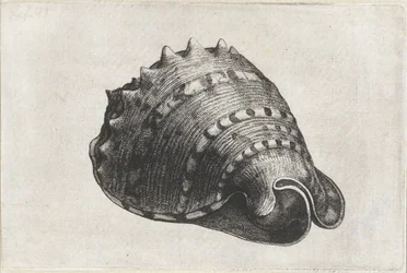 Kuori, cassis cornuta Shells (sarjan nimi)
