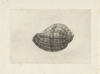 Shell, harpa-duuri Shells (sarjan nimi)