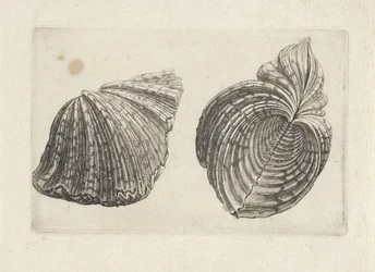 Kuori, virtahepo virtahepo Shells (sarjan nimi)