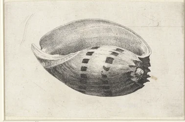 Kuori, melo amfora Shells (sarjan nimi)