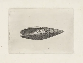 Kuori, mitra papalis Shells (sarjan nimi)