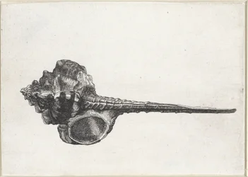 Kuori, murex haustellum Shells (sarjan nimi)