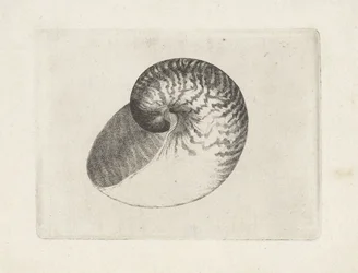 Kuori, nautilus pompilius Shells (sarjan nimi)