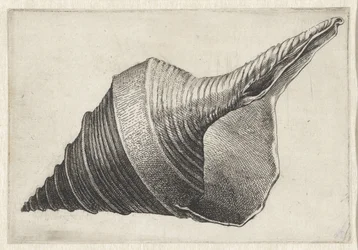 Kuori, syrinx aruanus Shells (sarjan nimi)