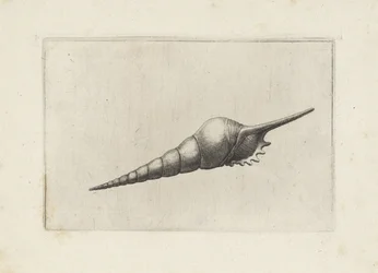 Schelp, huilu kara melanocheilus Schelpen (sarjan nimi)
