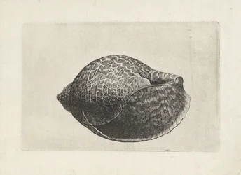 Kuori, tonna perdix Shells (sarjan nimi)
