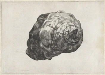 Shell, turbo sarmaticus Shells (sarjan nimi)