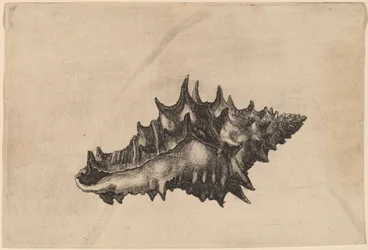 Kuori (Vasum ceramicum)