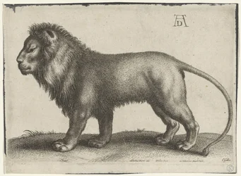 seisova leijona