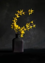 Keltainen forsythia-maljakko