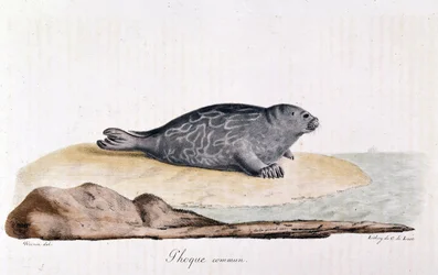 Seal commum - piirustus Werner