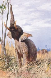 Afrikkalainen norsu, kuvitus julkaisusta Wildlife of the World, n. 1910